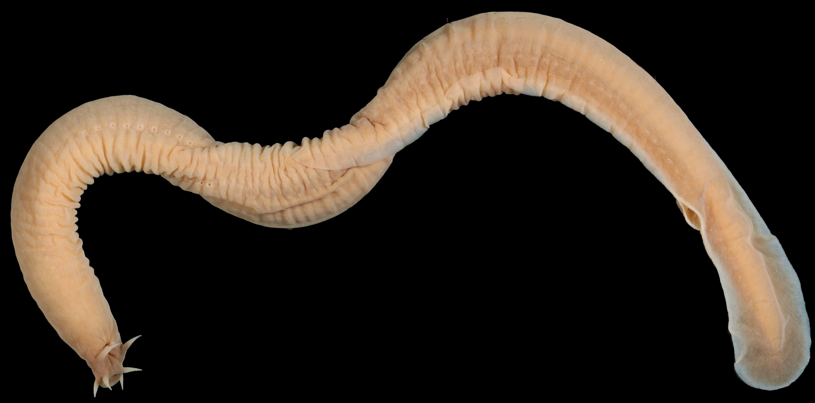 Preserved Pacific hagfish specimen