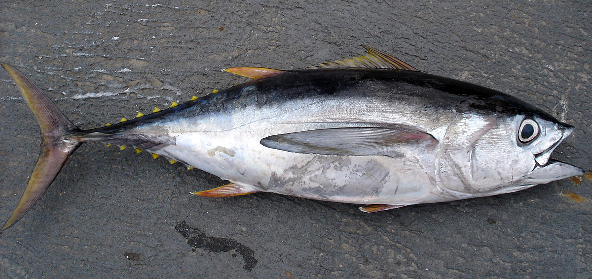 Bigeye tuna