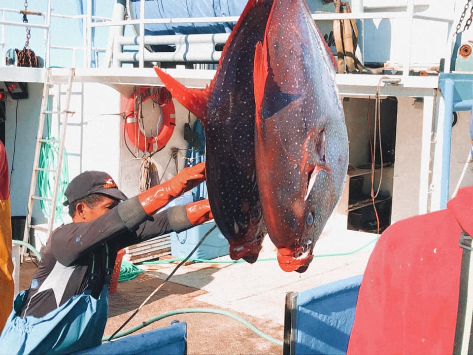 Fisherman moving two opah hoisted above boat