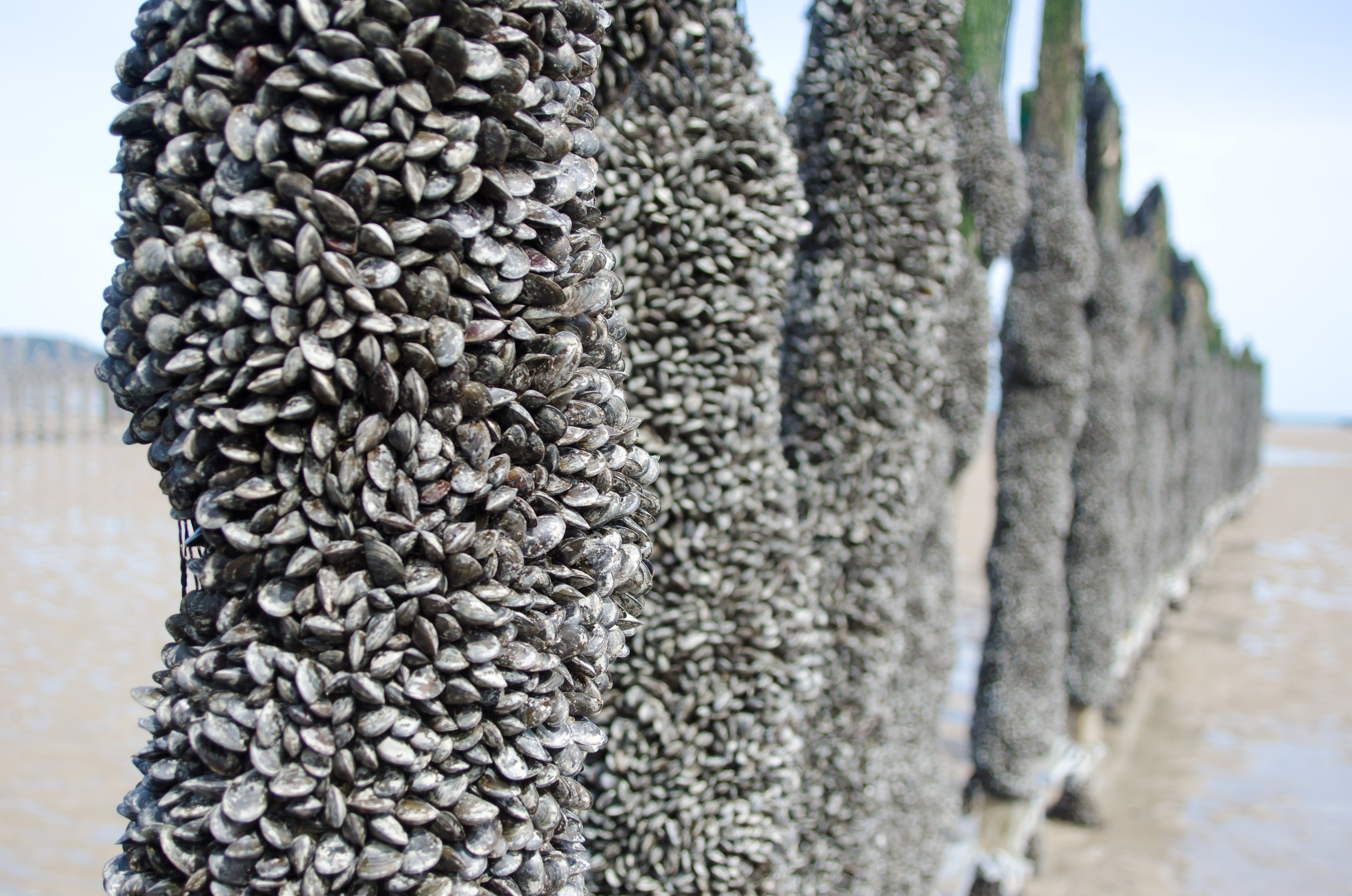 mussels growing on wooden poles