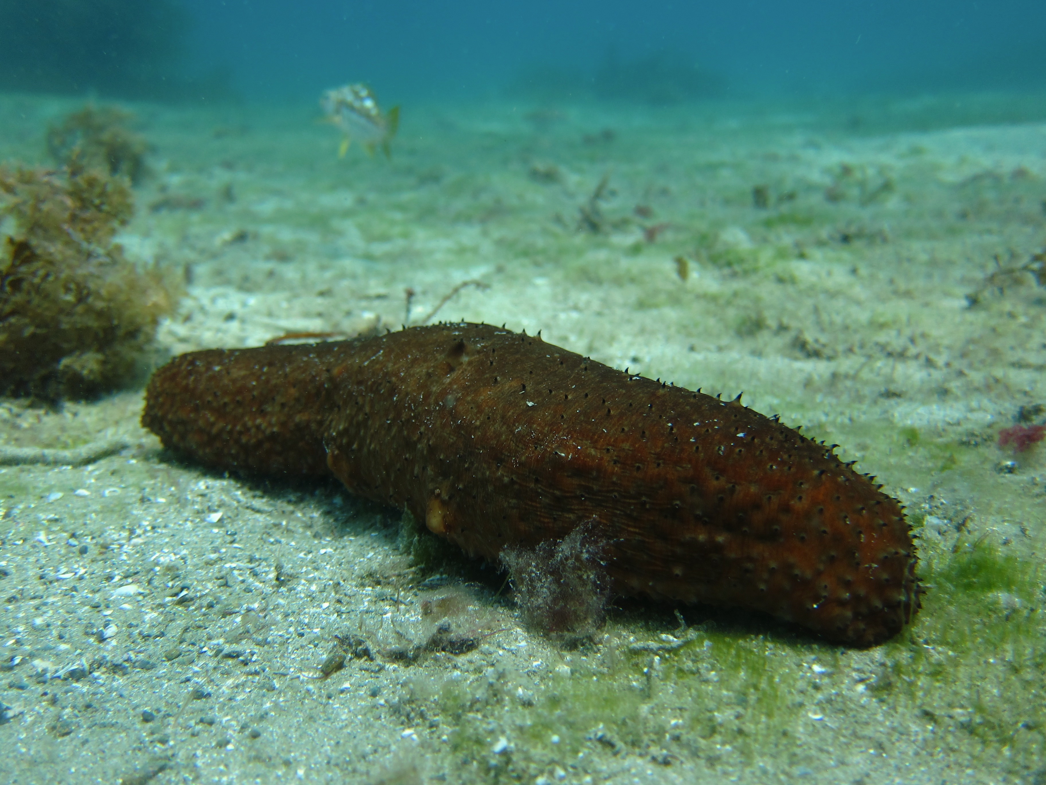 Warty Sea Cucumber