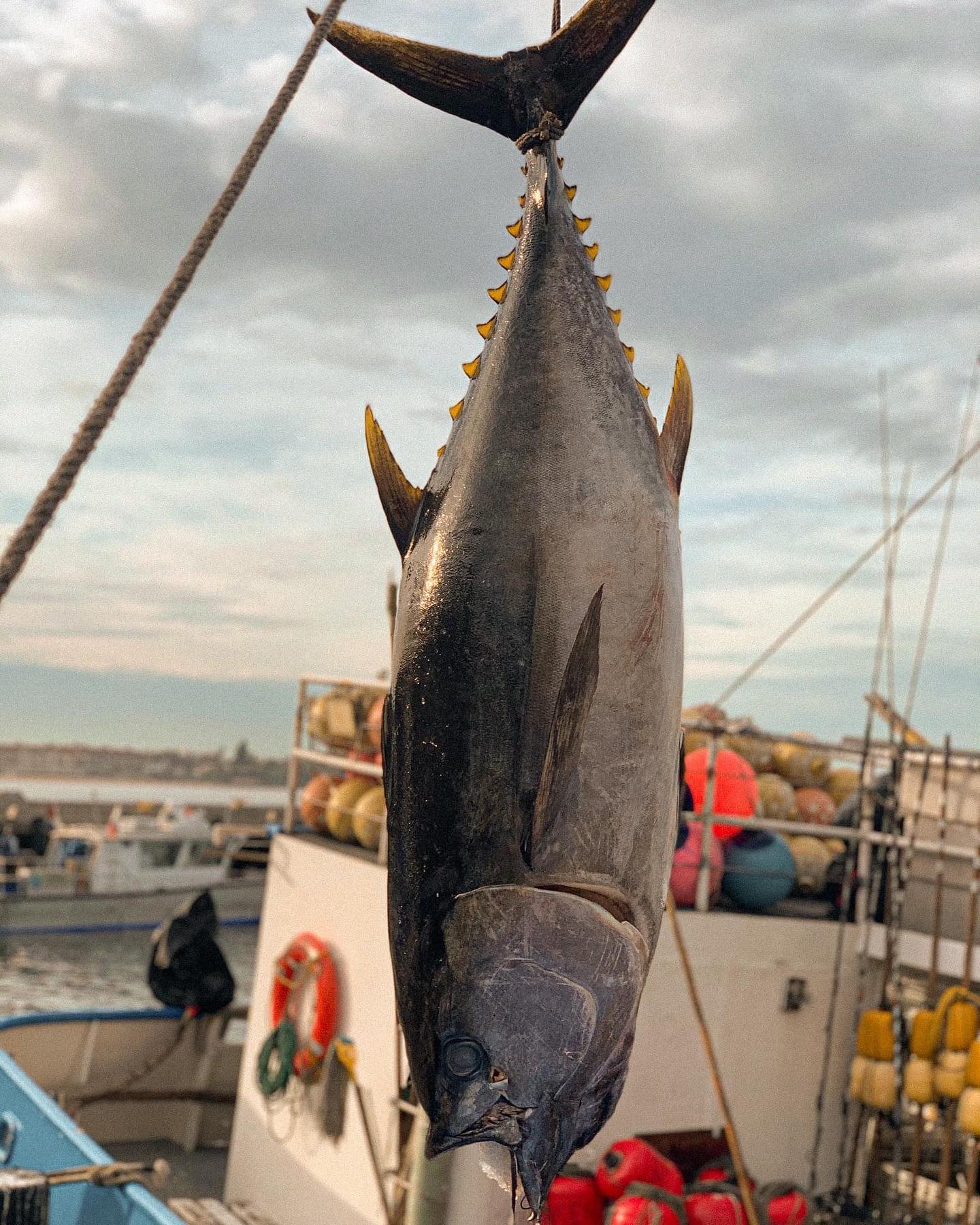 Bigeye tuna lifted by rope above a fishing boat