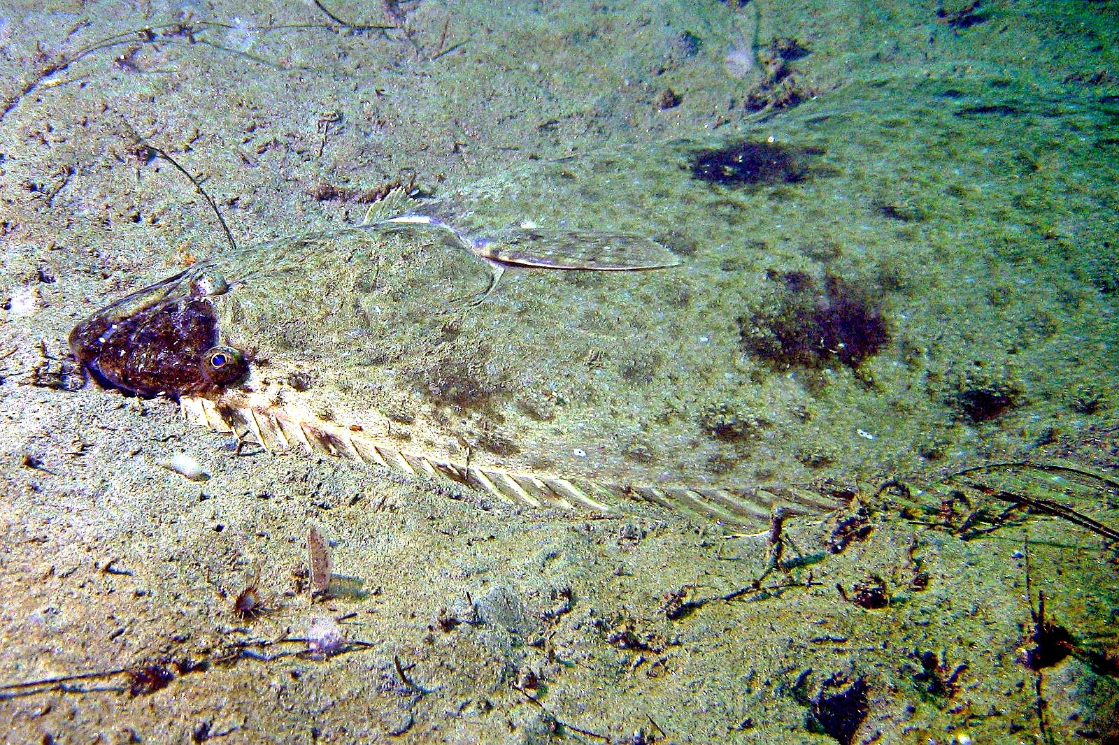 Pacific halibut camouflaged against sandy substrate