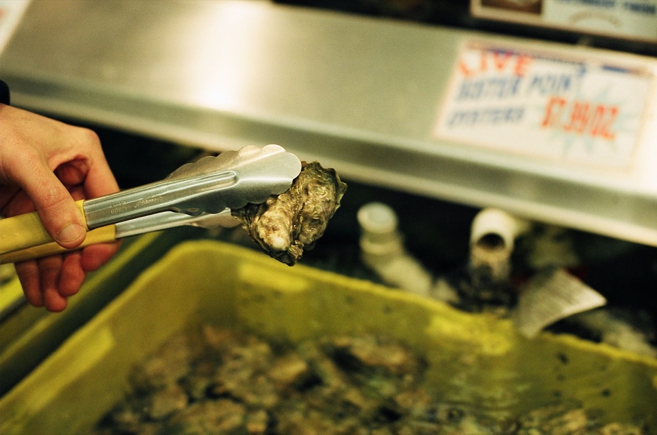 Olympia oyster held by metal tongs above tank with more oysters 