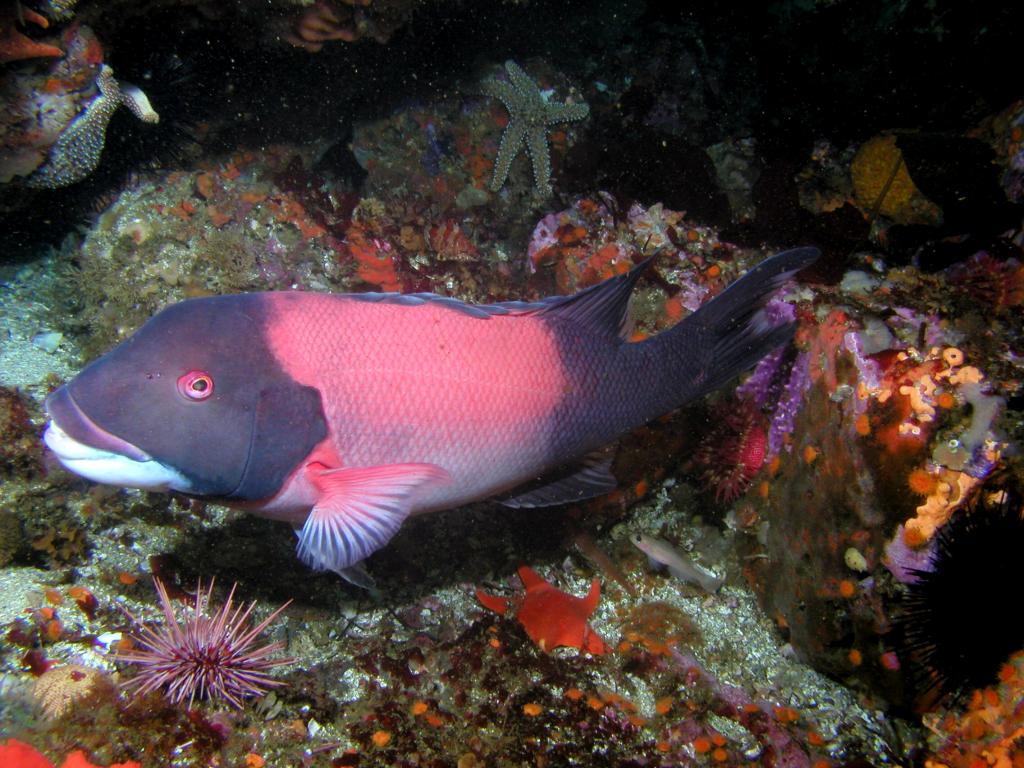 Male California Sheephead amongst substrate