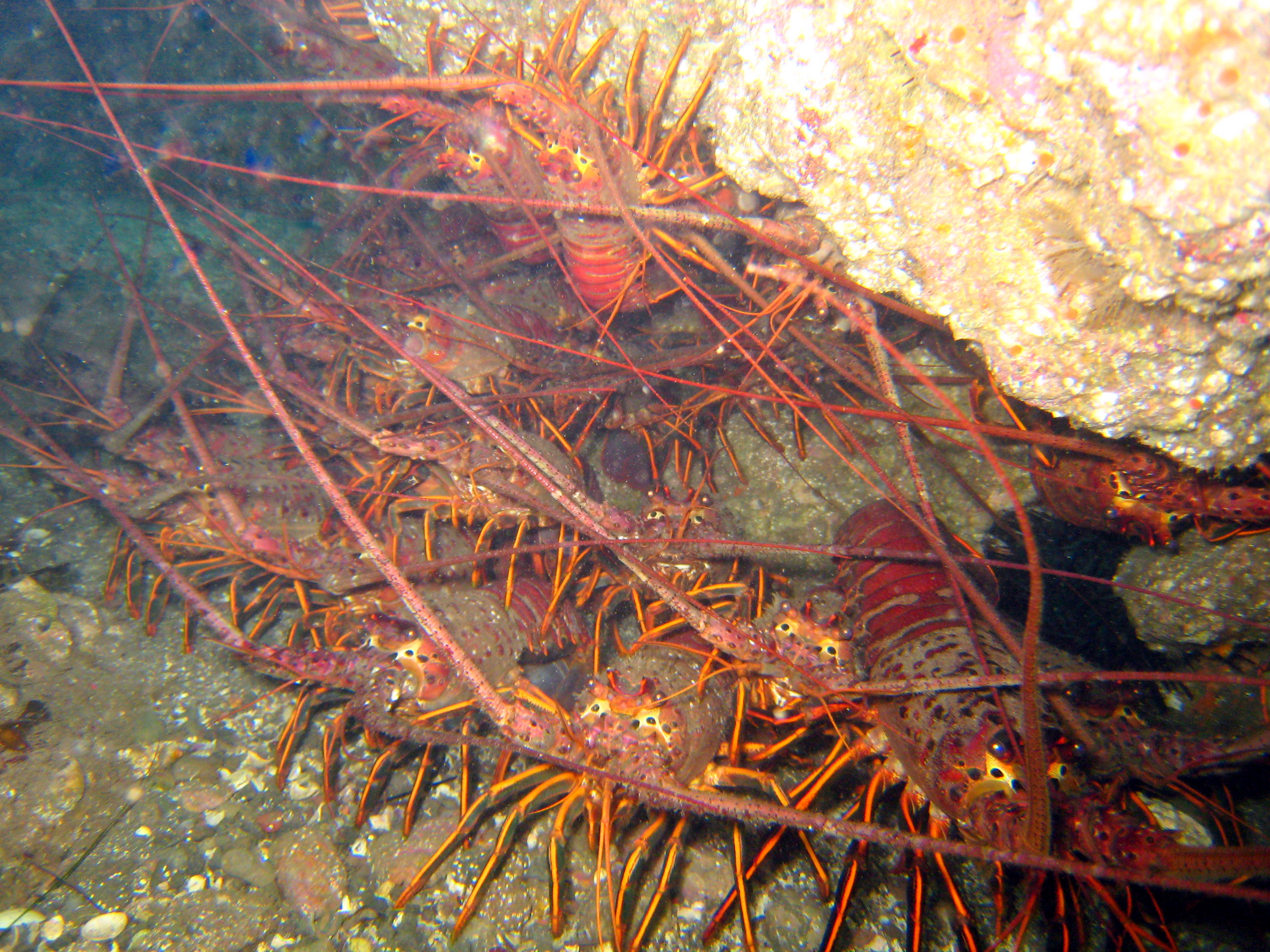 California Spiny Lobster California Sea Grant