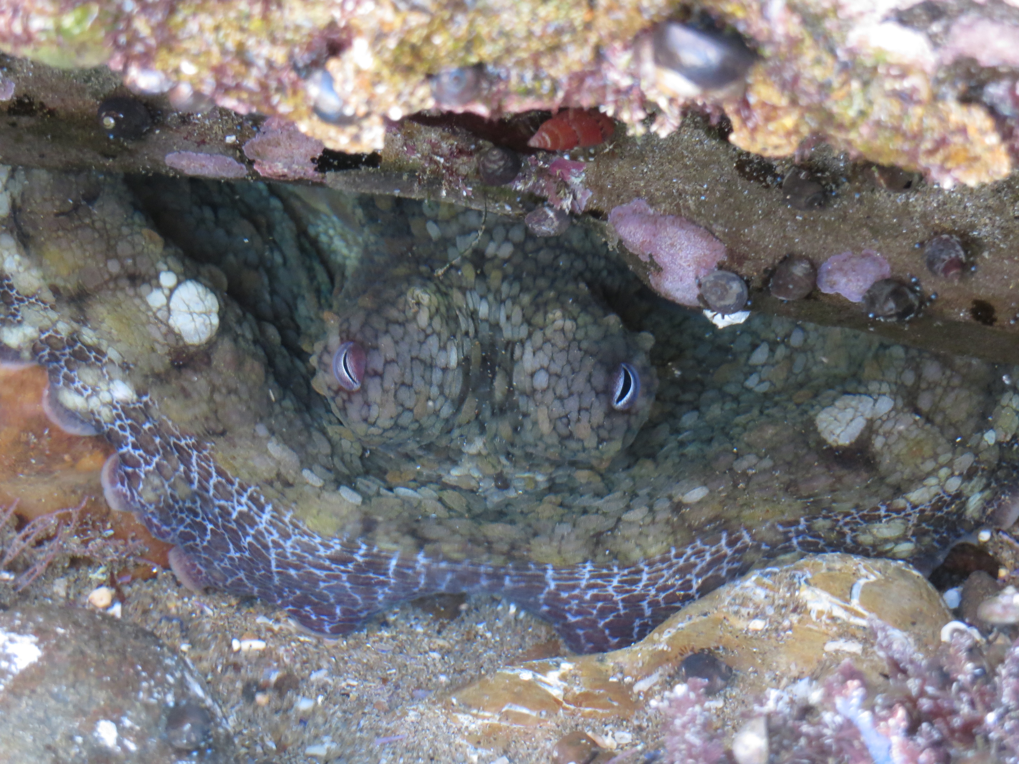 octopus hiding in crevice