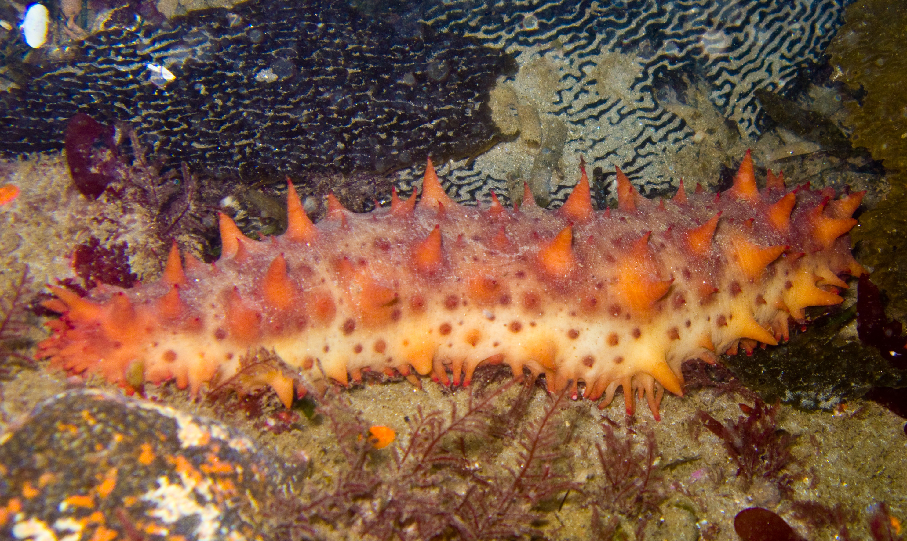 California Sea Cucumber