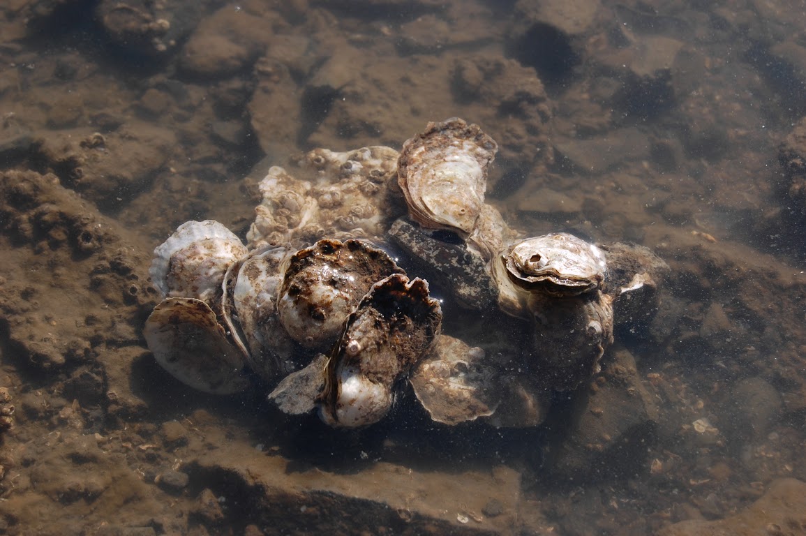 cluster of Olympia oysters on substrate