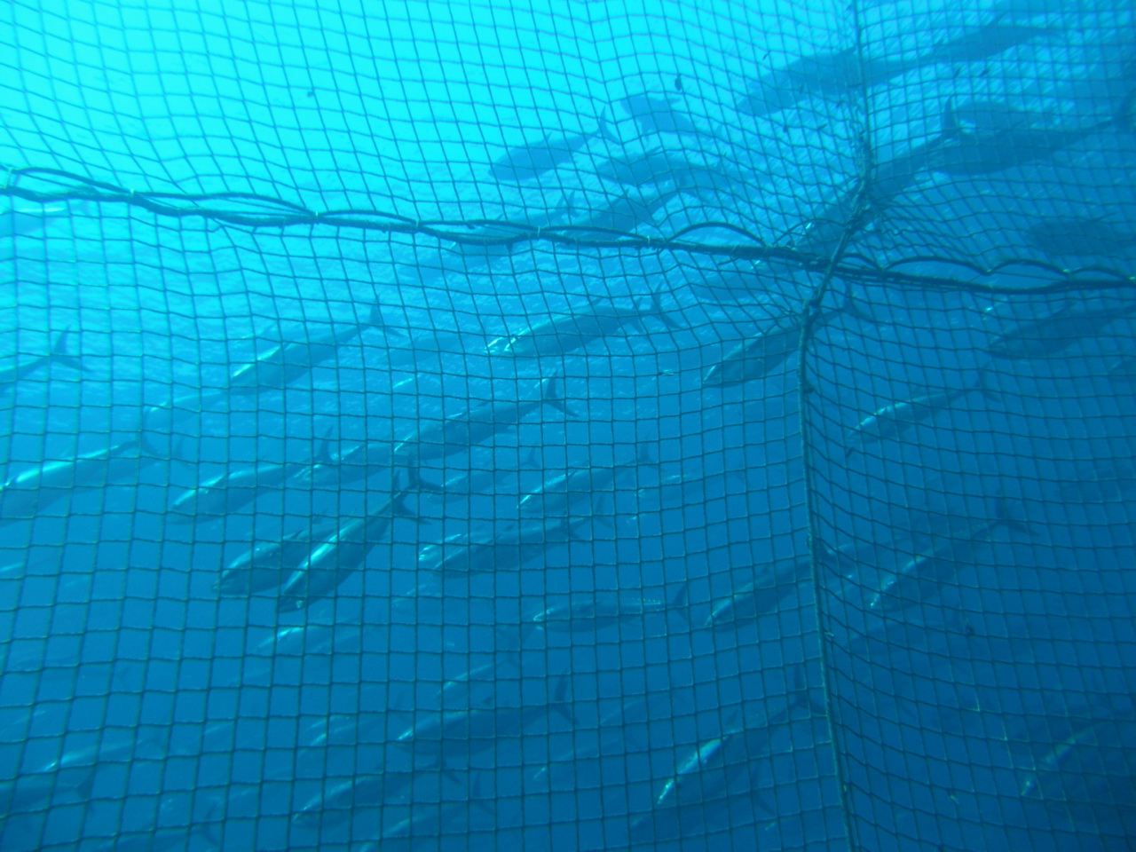 tuna trapped by net