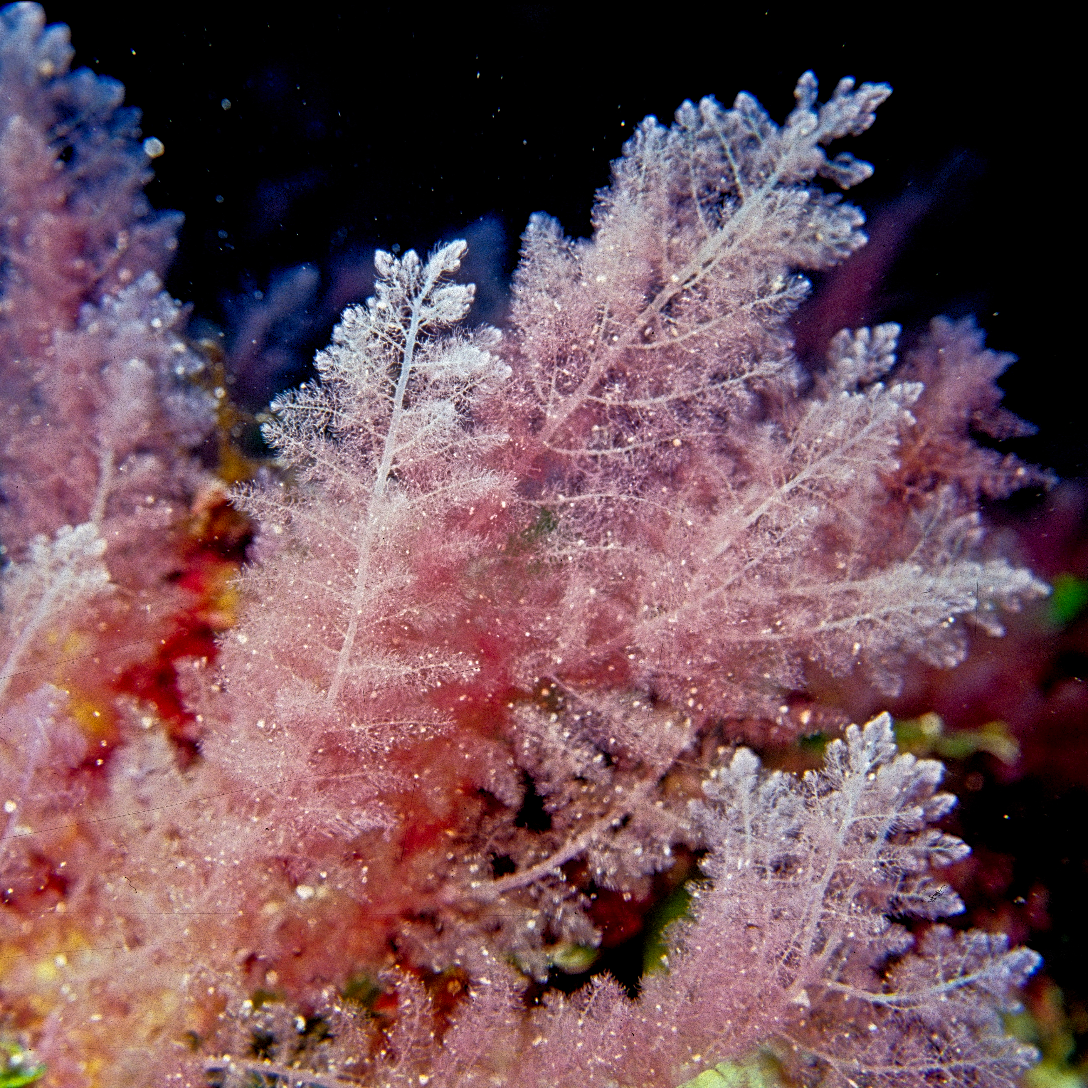 Asparagopsis taxiformis seaweed. Photo by Derek Keats/Flickr.