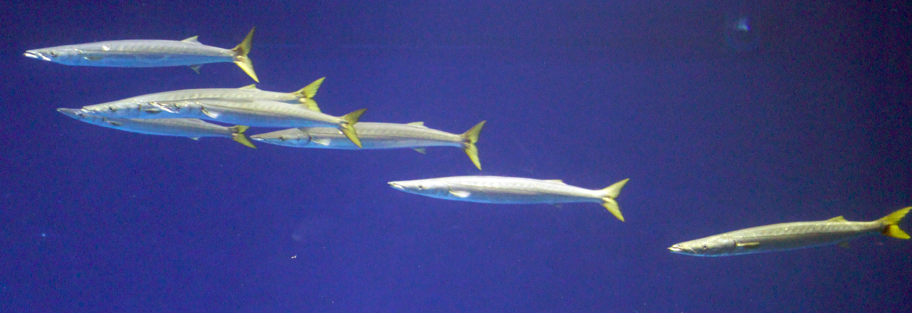 Four California barracuda swimming.