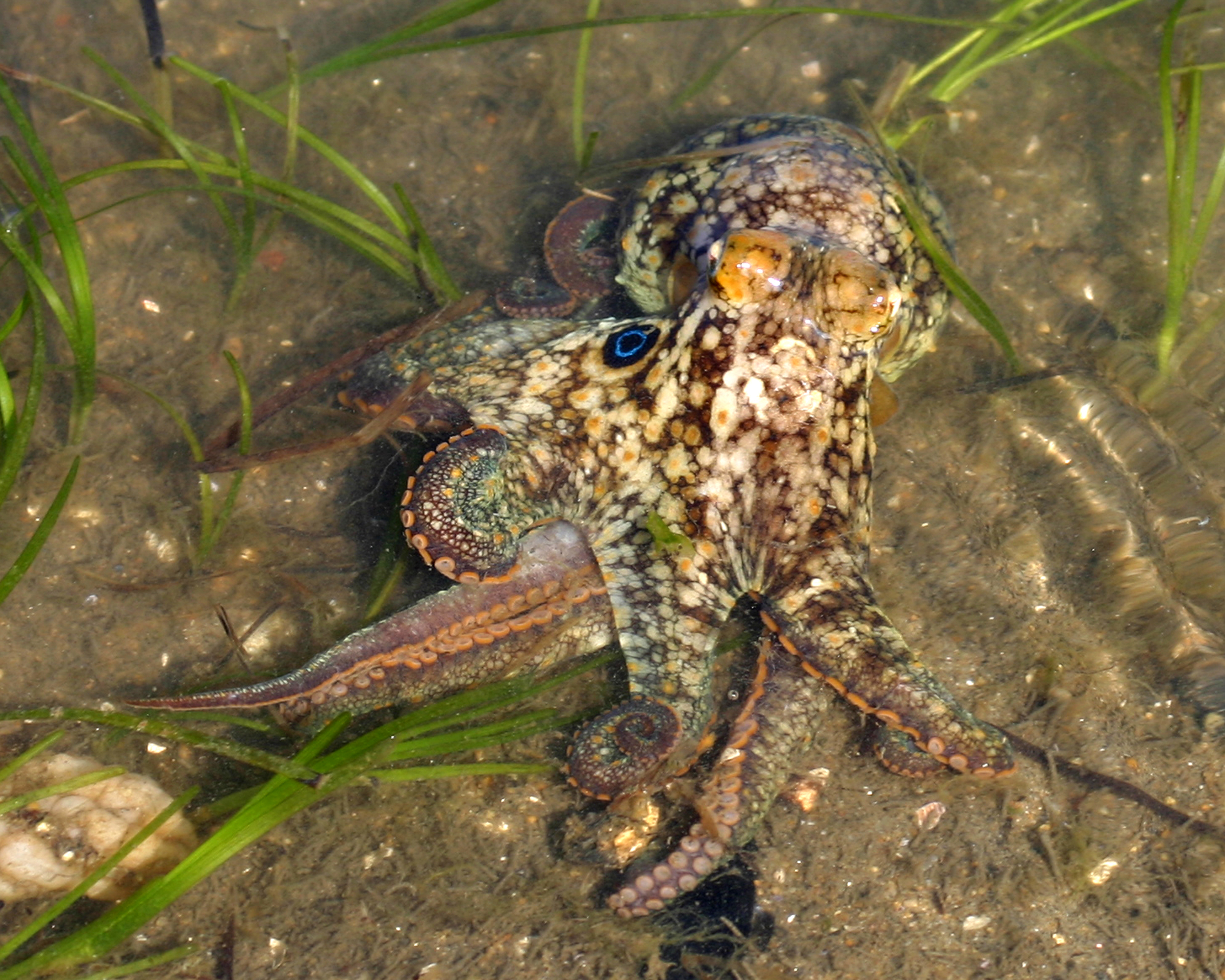 two-spot octopus amongst eel grass and substrate