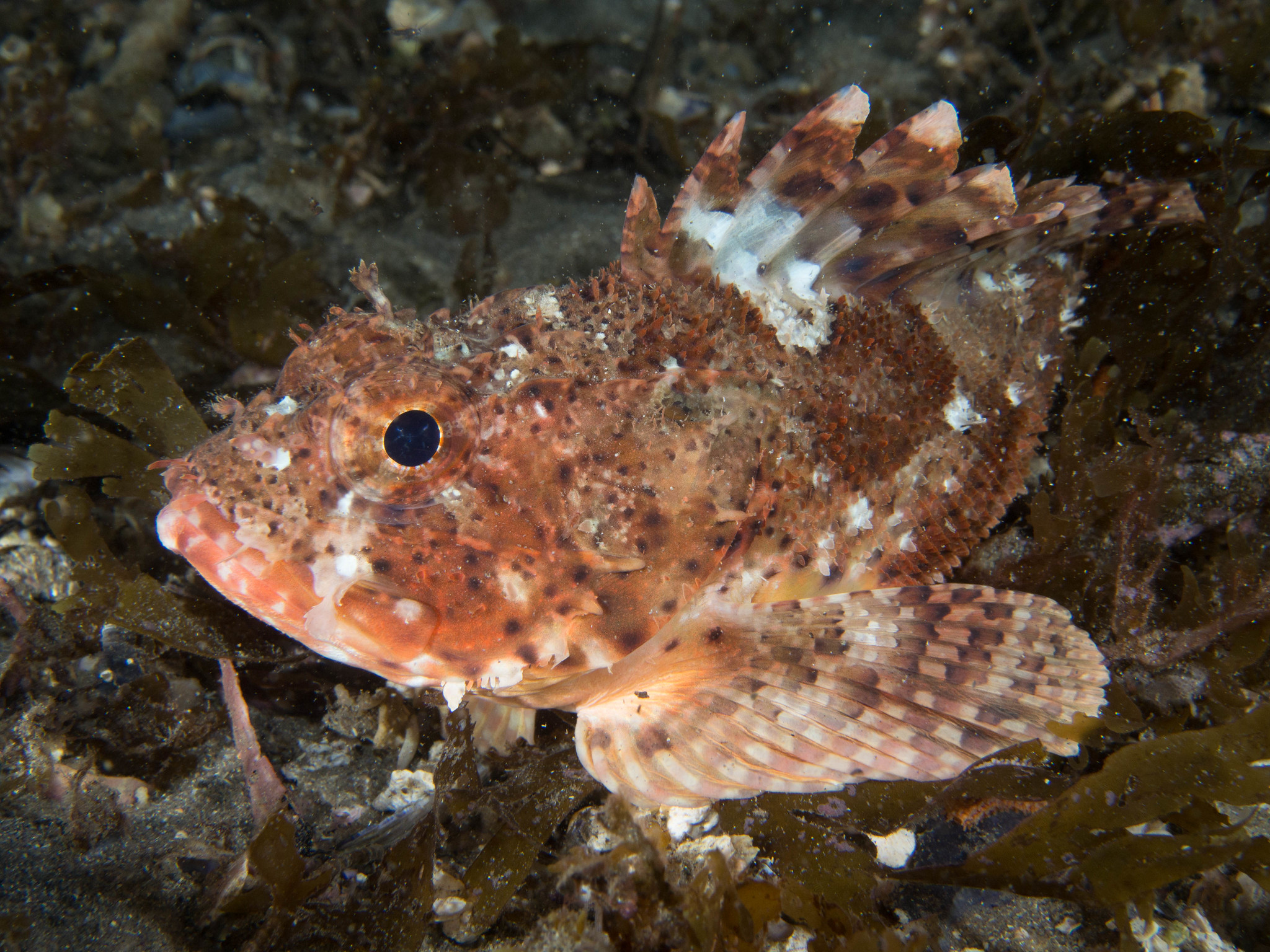scorpionfish resting on sea floor