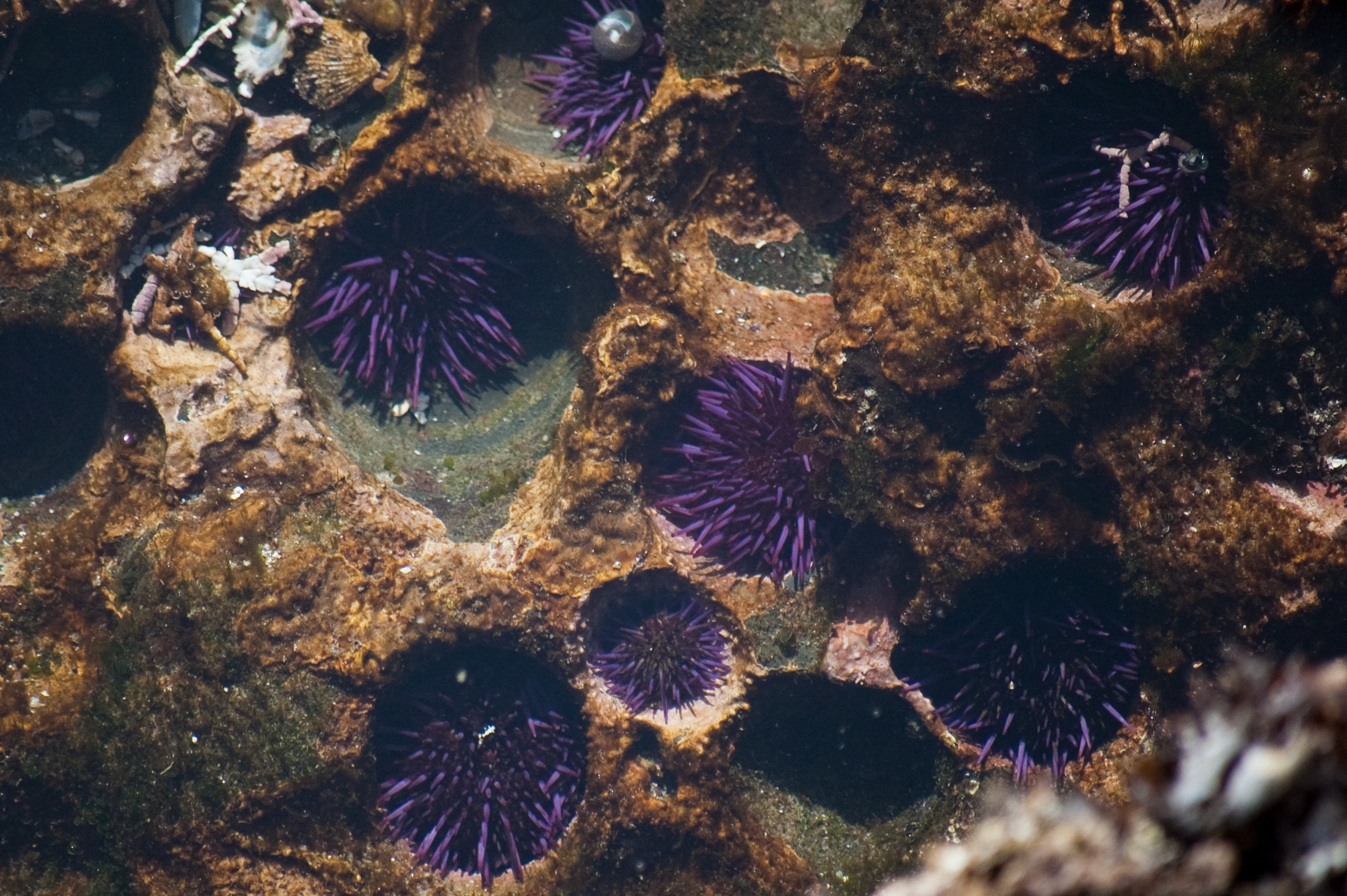 Purple sea urchins nestled in holes in substrate 