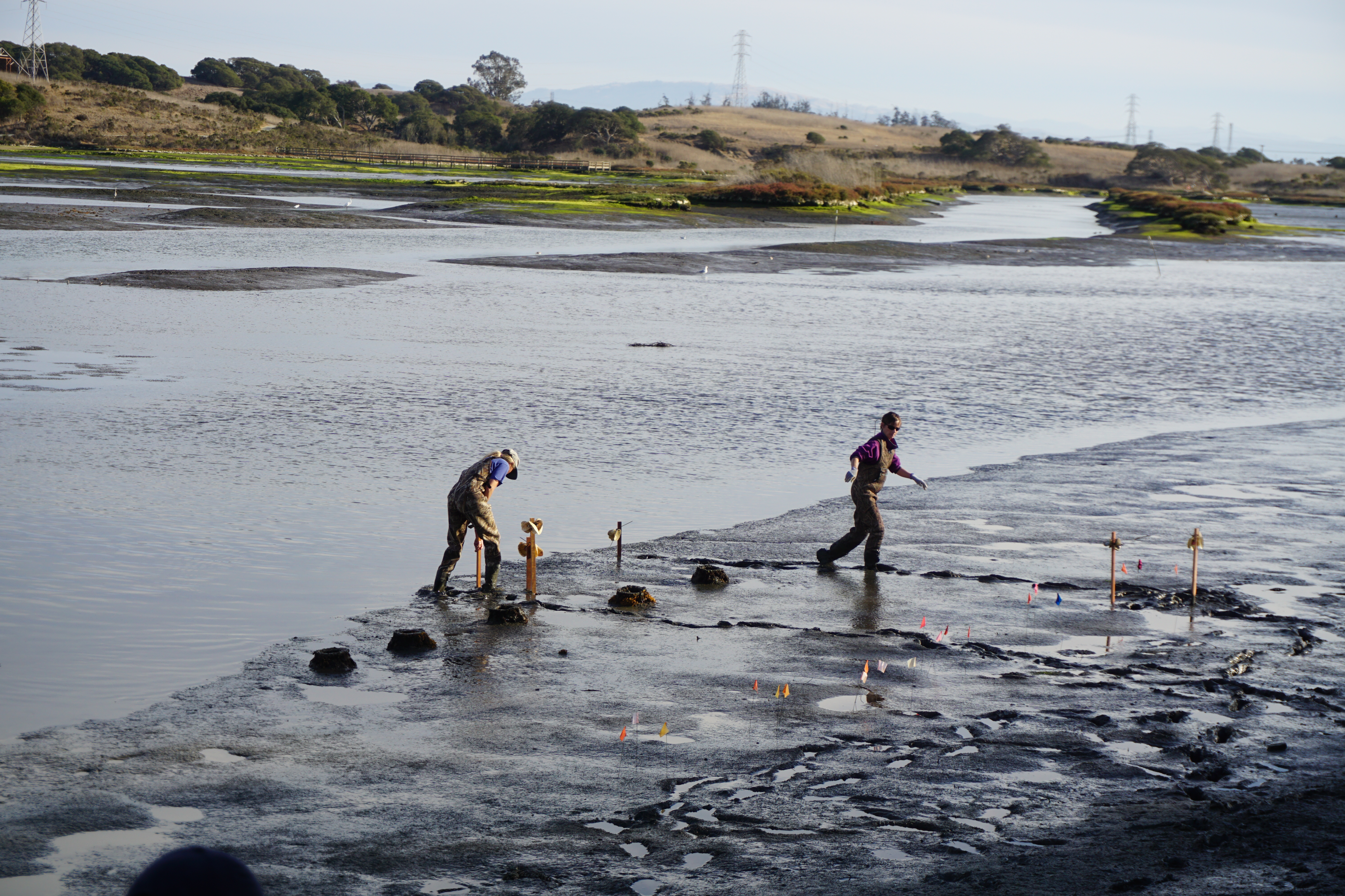 two people working on a mud flat with flags and wooden stakes in background