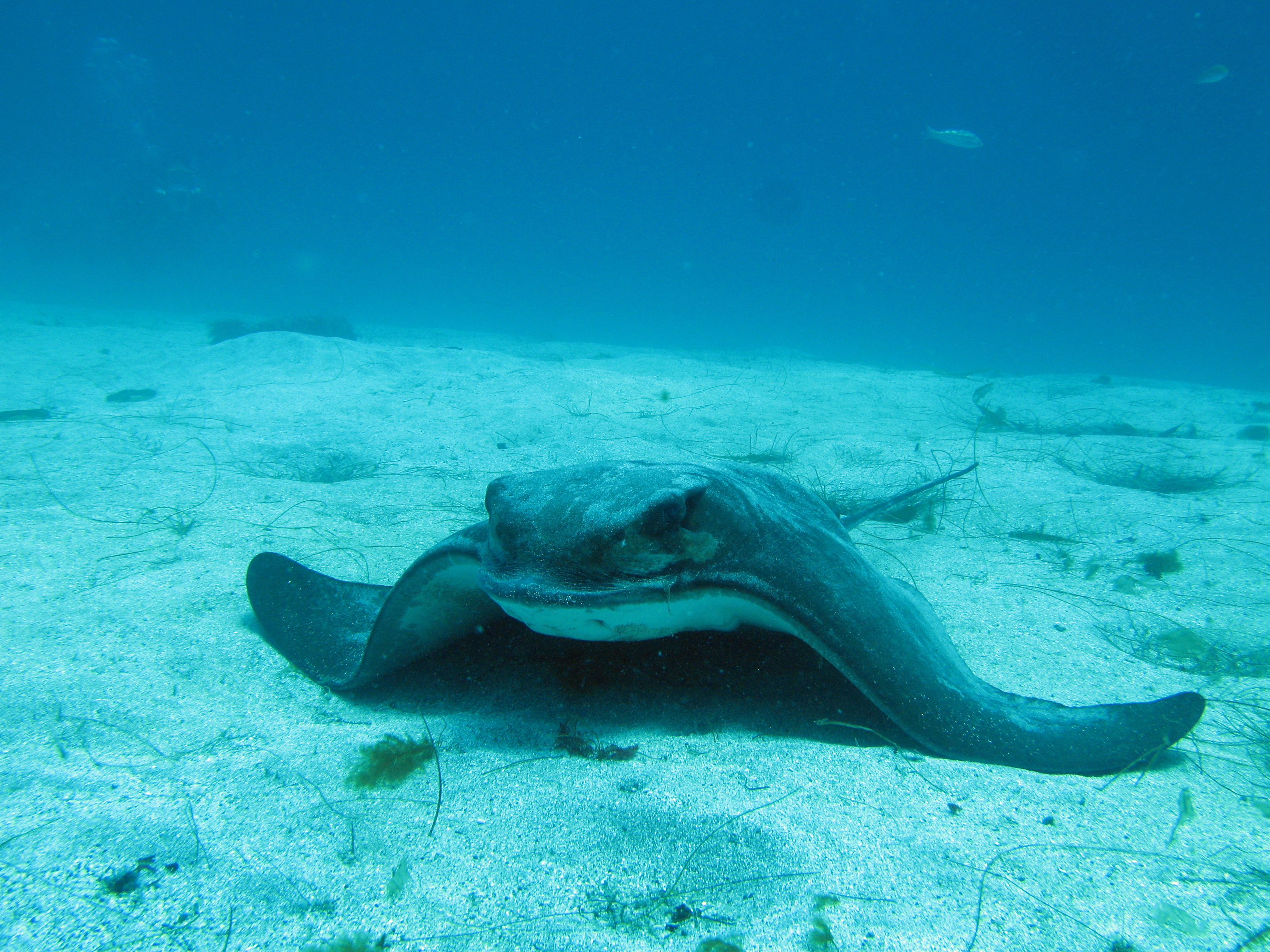 bat ray on substrate