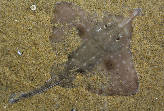 Big skate partially buried under sand