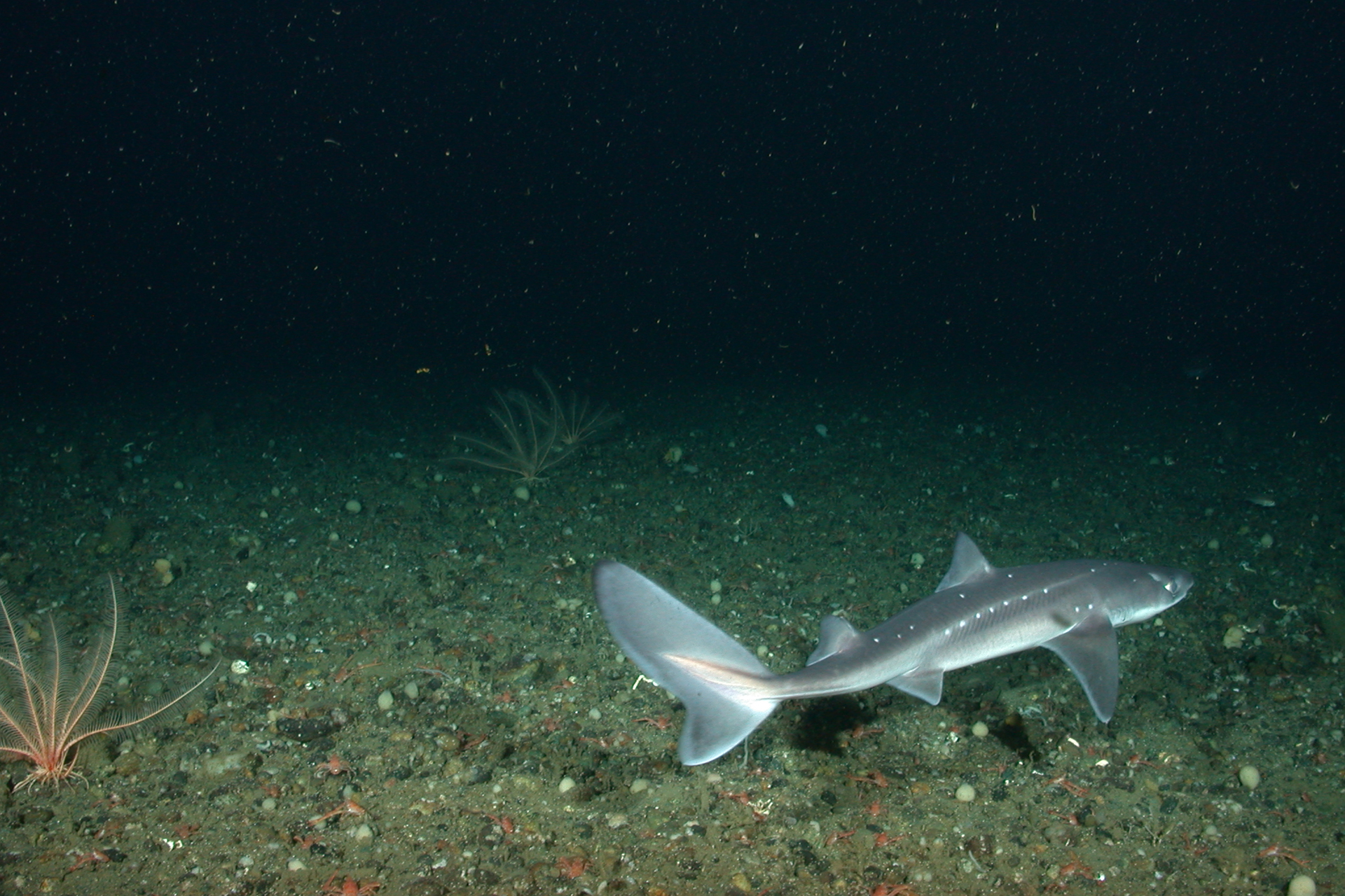 Pacific spiny dogfish swimming along ocean floor