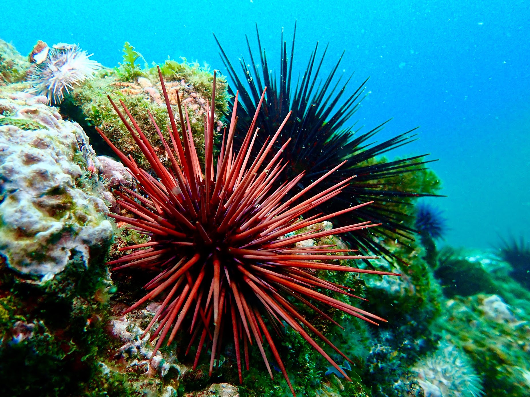 Sea urchin.