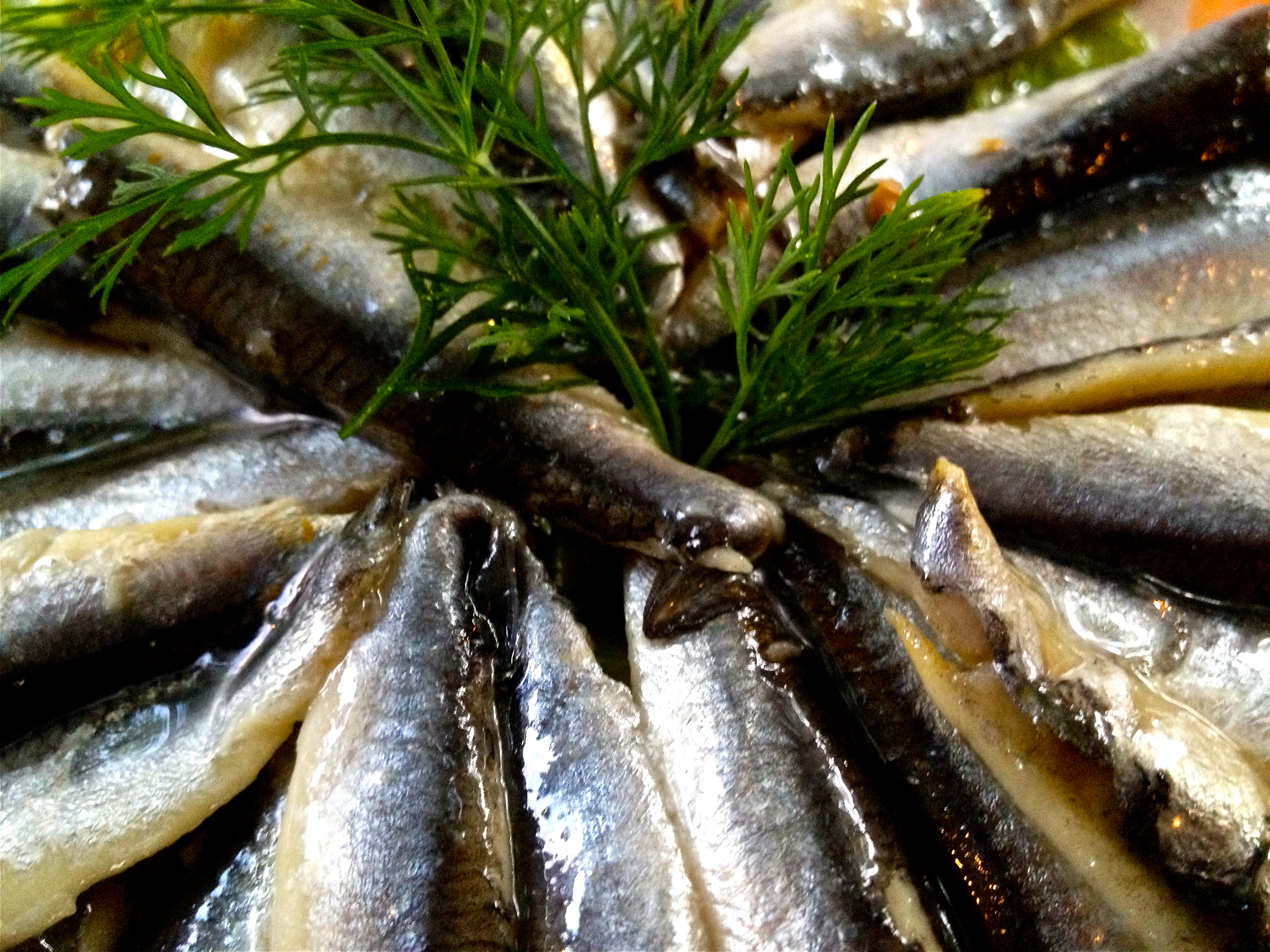 anchovies in oil with dill garnish 