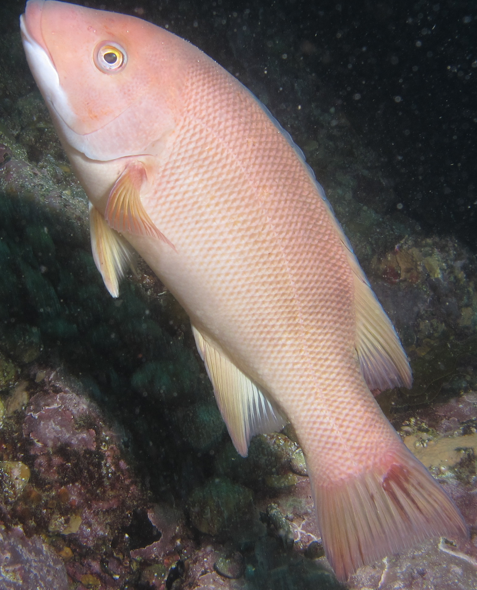 Female California Sheephead