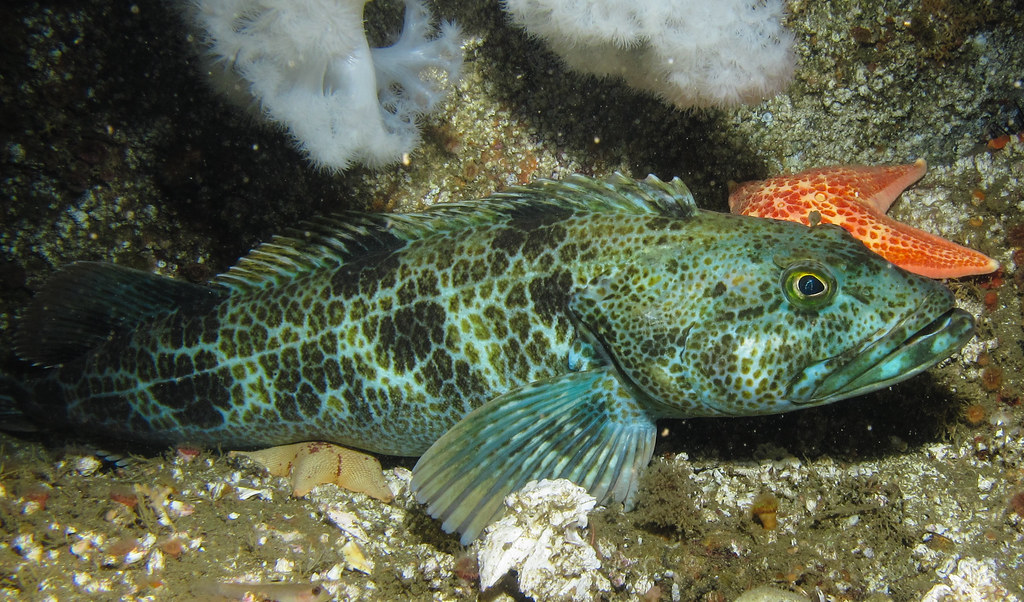 Blue lingcod