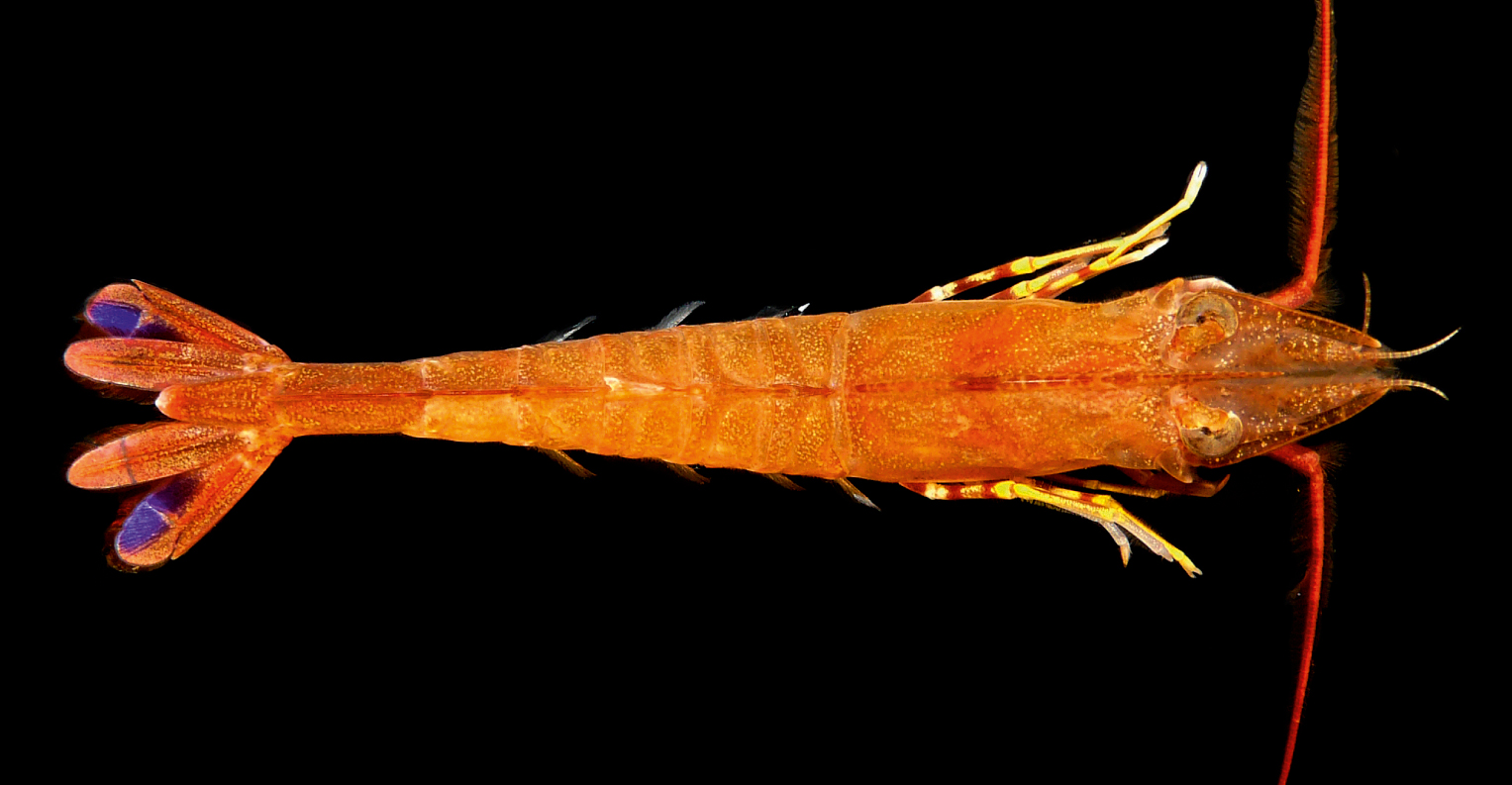 Ridgeback prawn