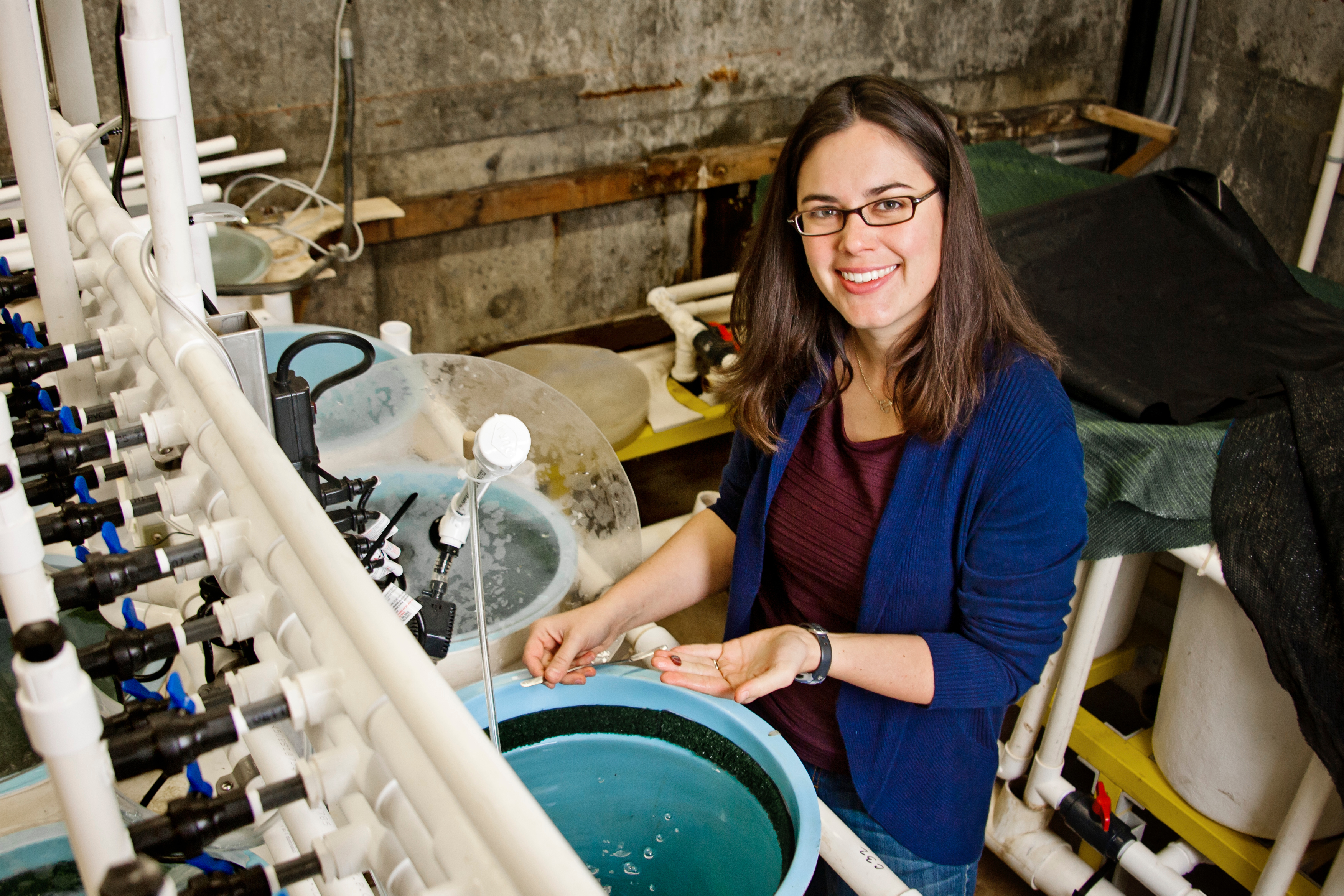 Kristin Aquilino in her lab at the Bodega Marine Laboratory, which holds more white abalone in one room than remain in the ocean. Photo by Sammy Tillery. 