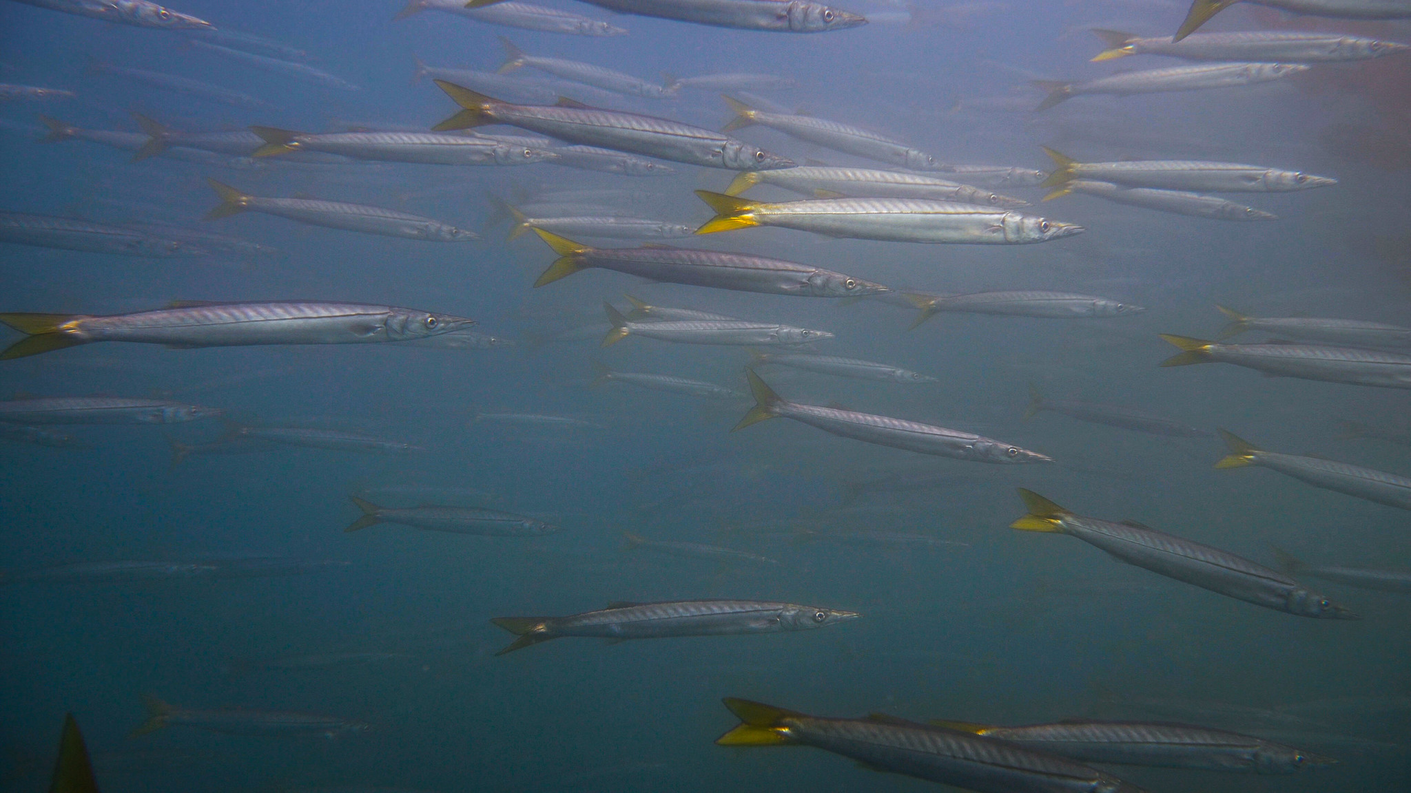 school of California Barracuda