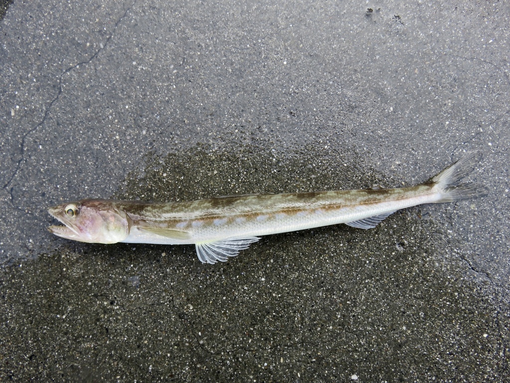 California lizardfish