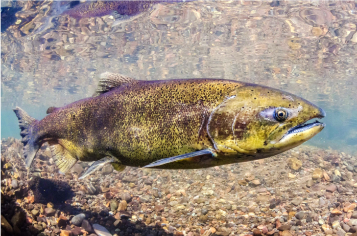 Chinook Salmon