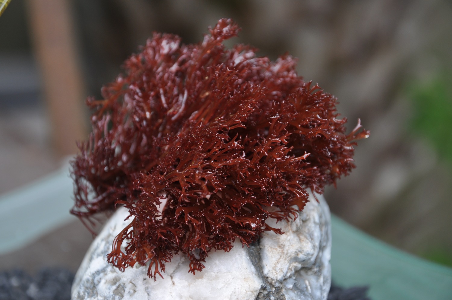 Red Ogo Seaweed