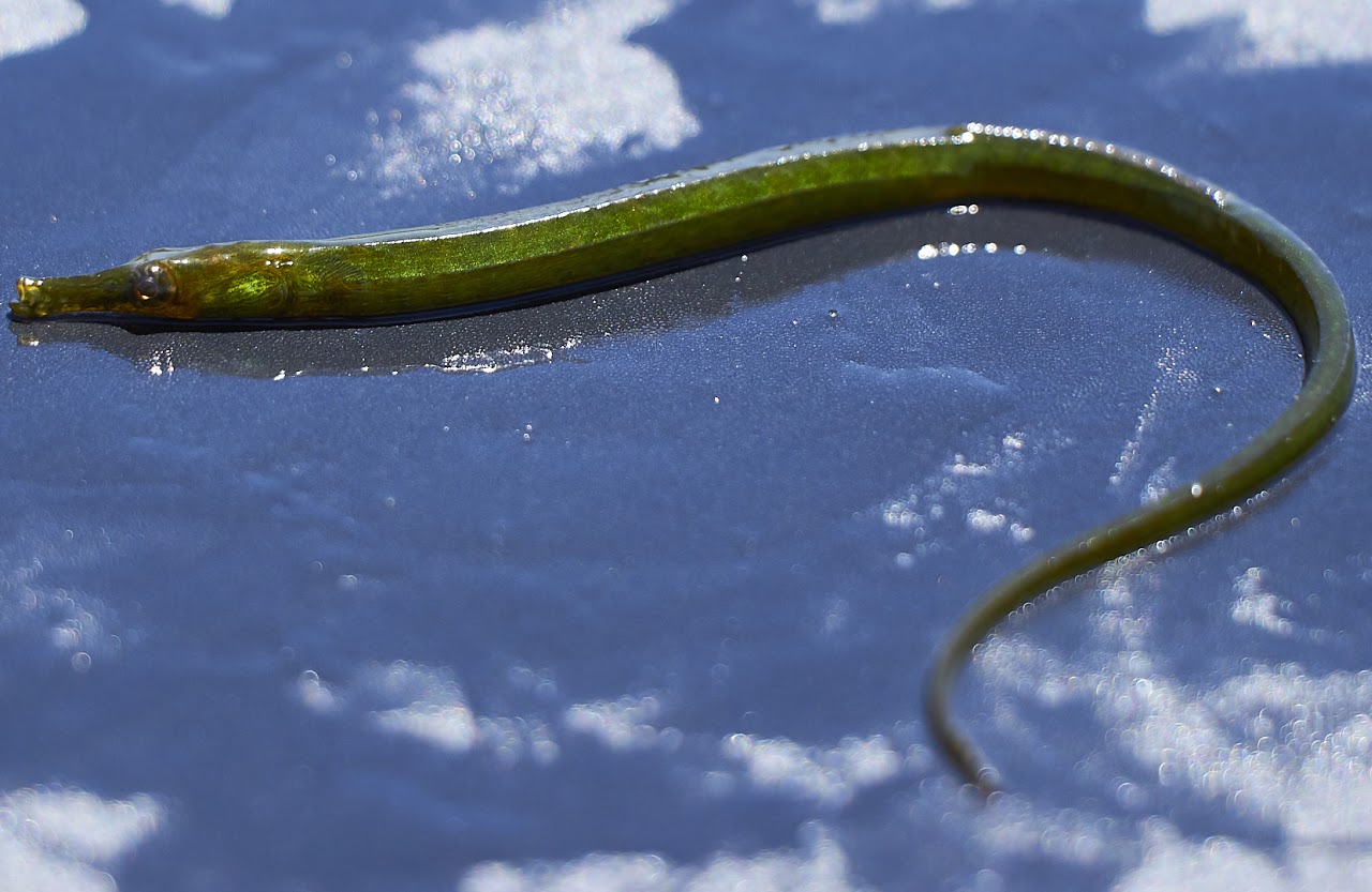 Bay pipefish.