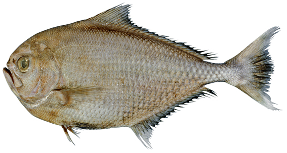 Brilliant Pomfret