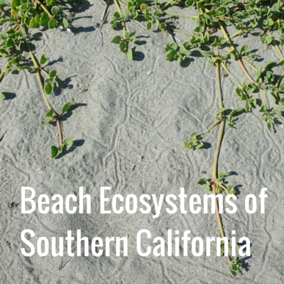 Explore Beach Ecosystems of Southern California