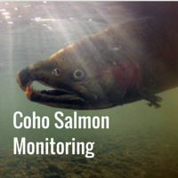 Coho Salmon Monitoring