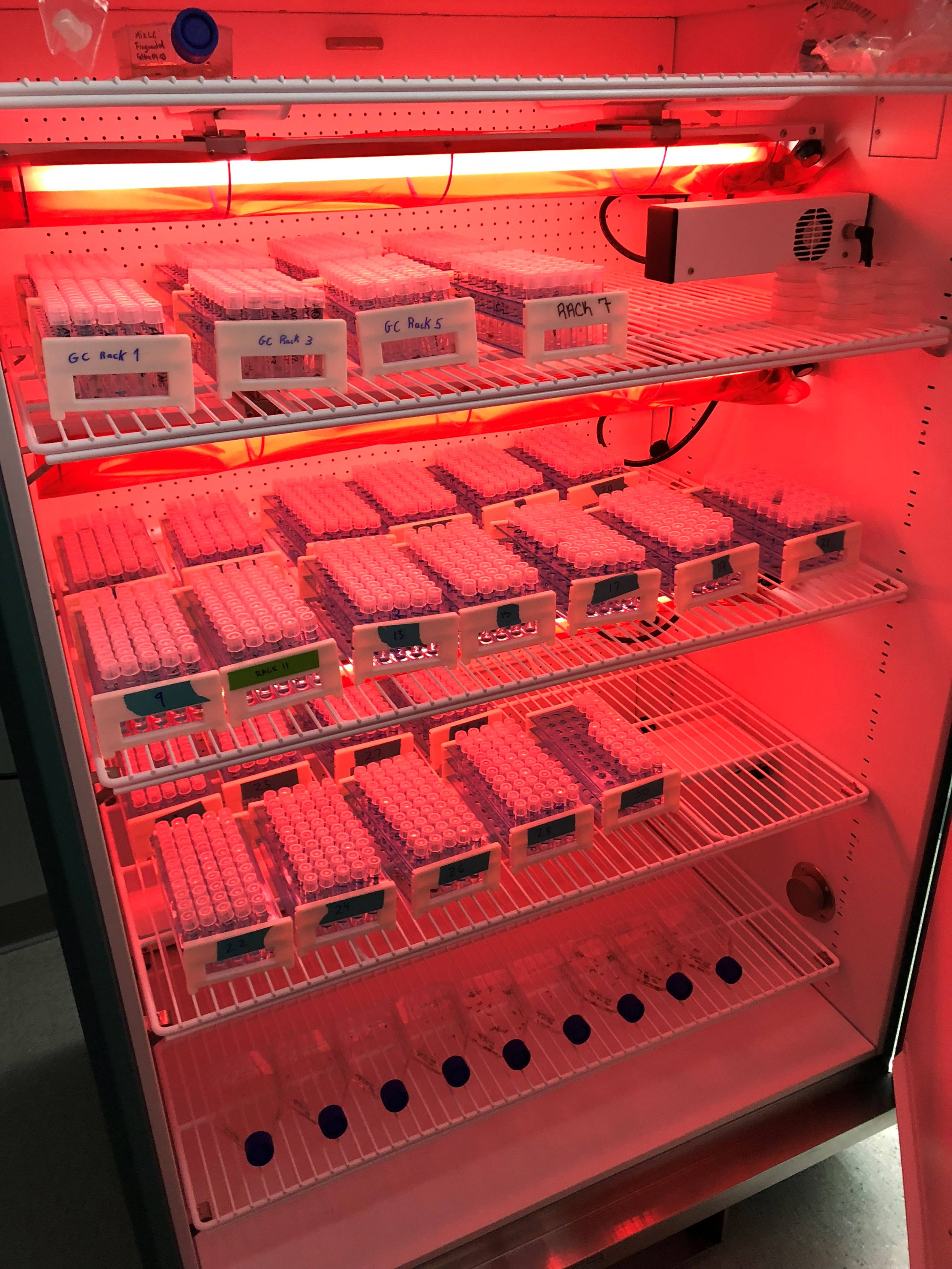 Long-term storage of kelp gametophytes under red light conditions allows them to be stored for decades.