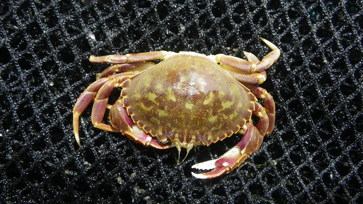 Graceful rock crab