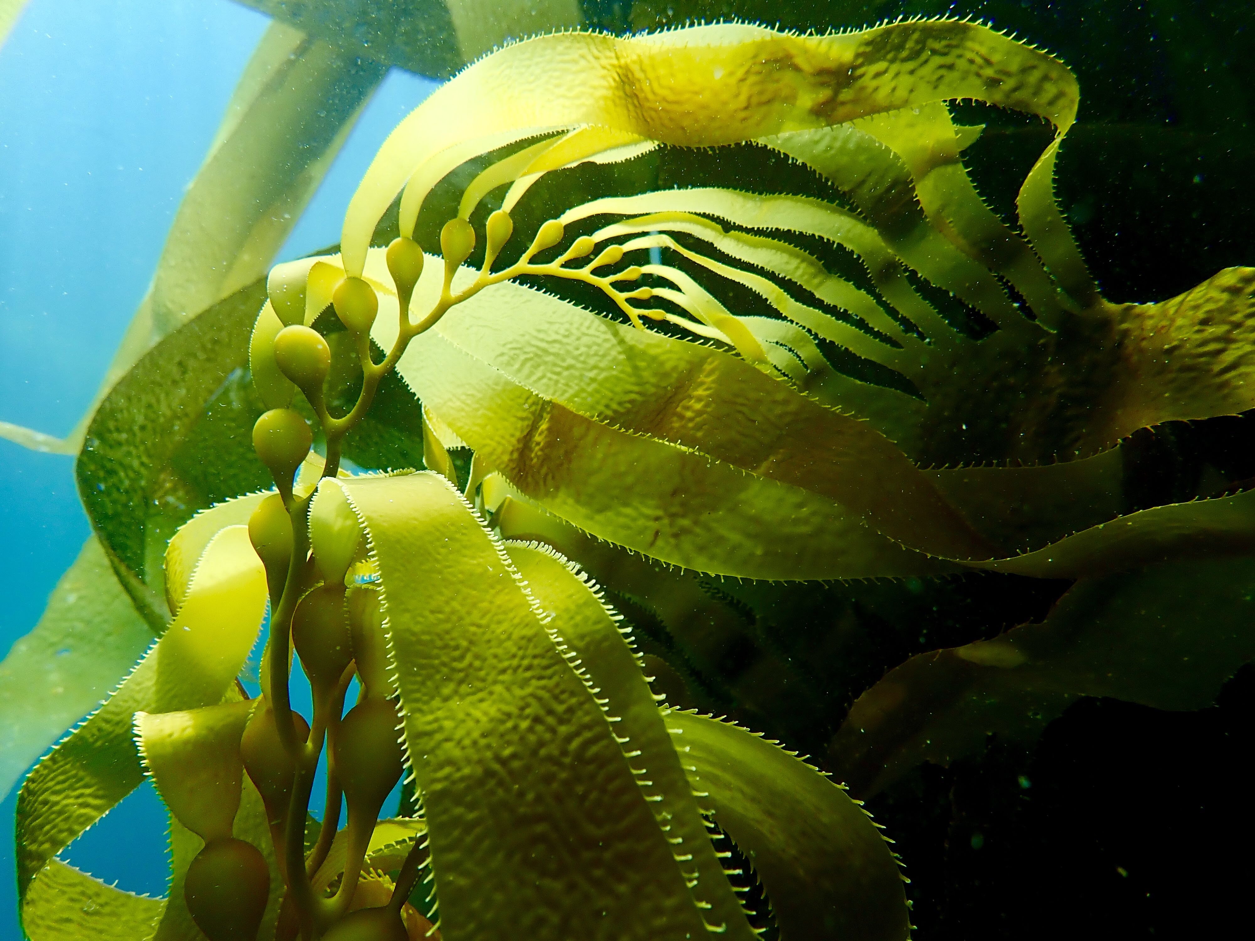 Giant kelp.