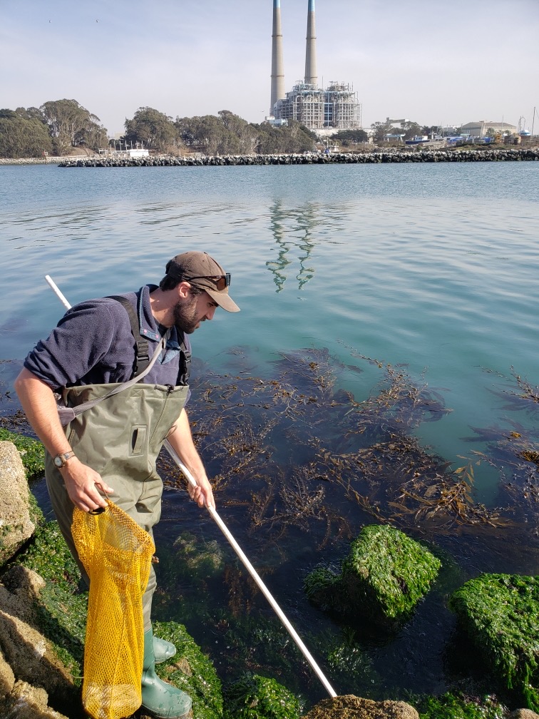 Graduate Student Matthew Hoehn collecting fish for the project.