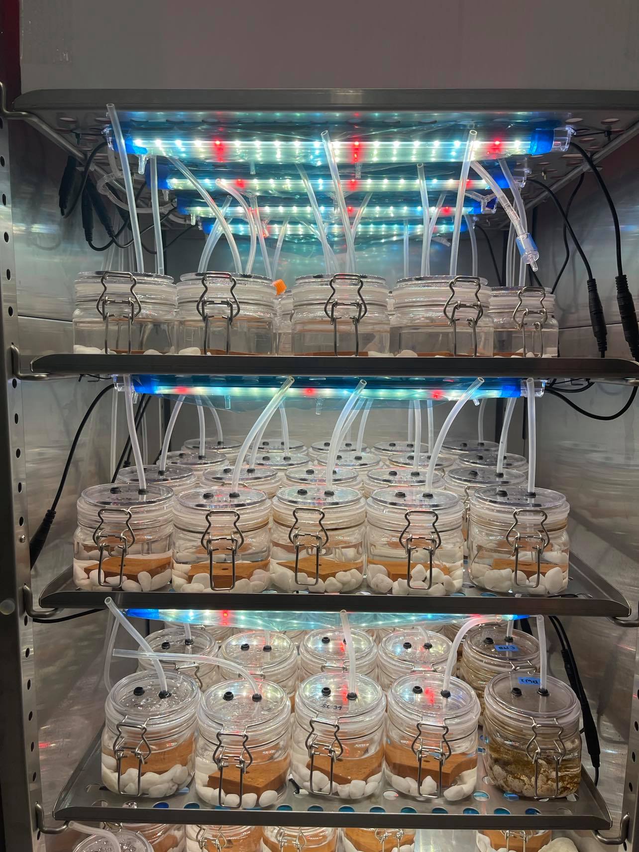 Experimental setup for growing kelp in individual containers in the lab, which reduces diatom contamination. 