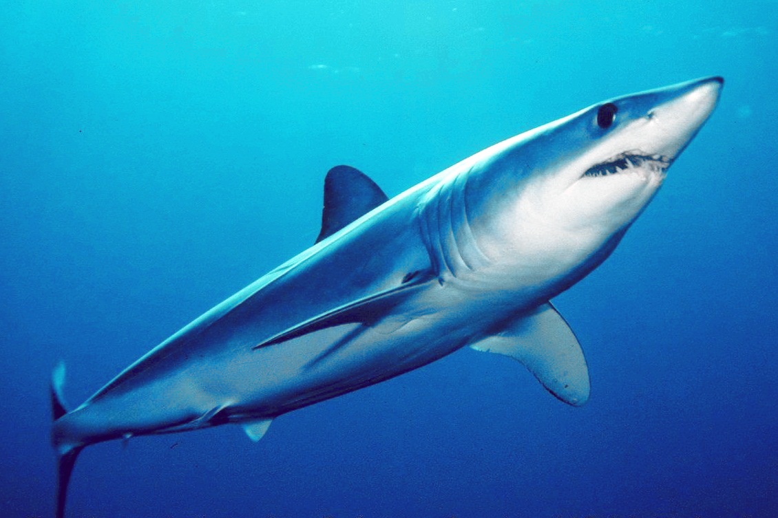 Pacific Shortfin Mako Shark