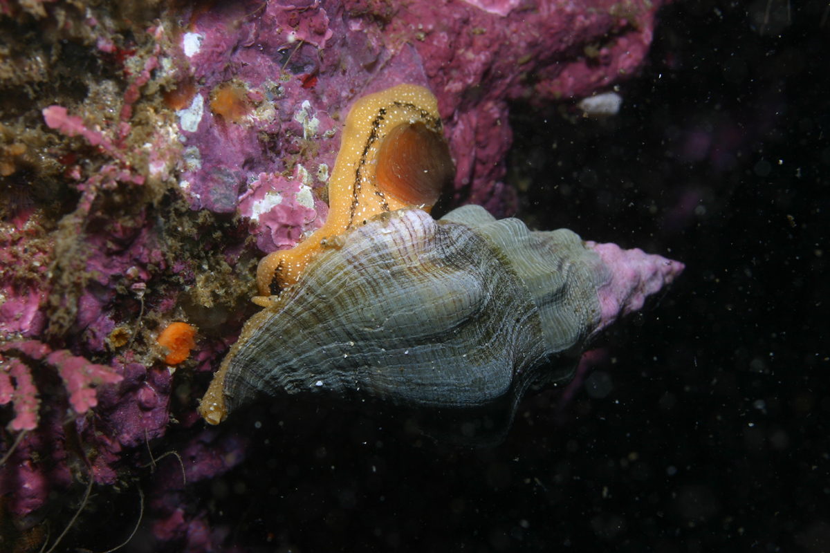 Kellet's Whelk