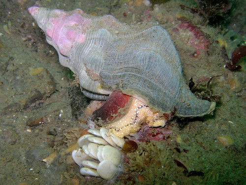 Kellet's whelk with eggs