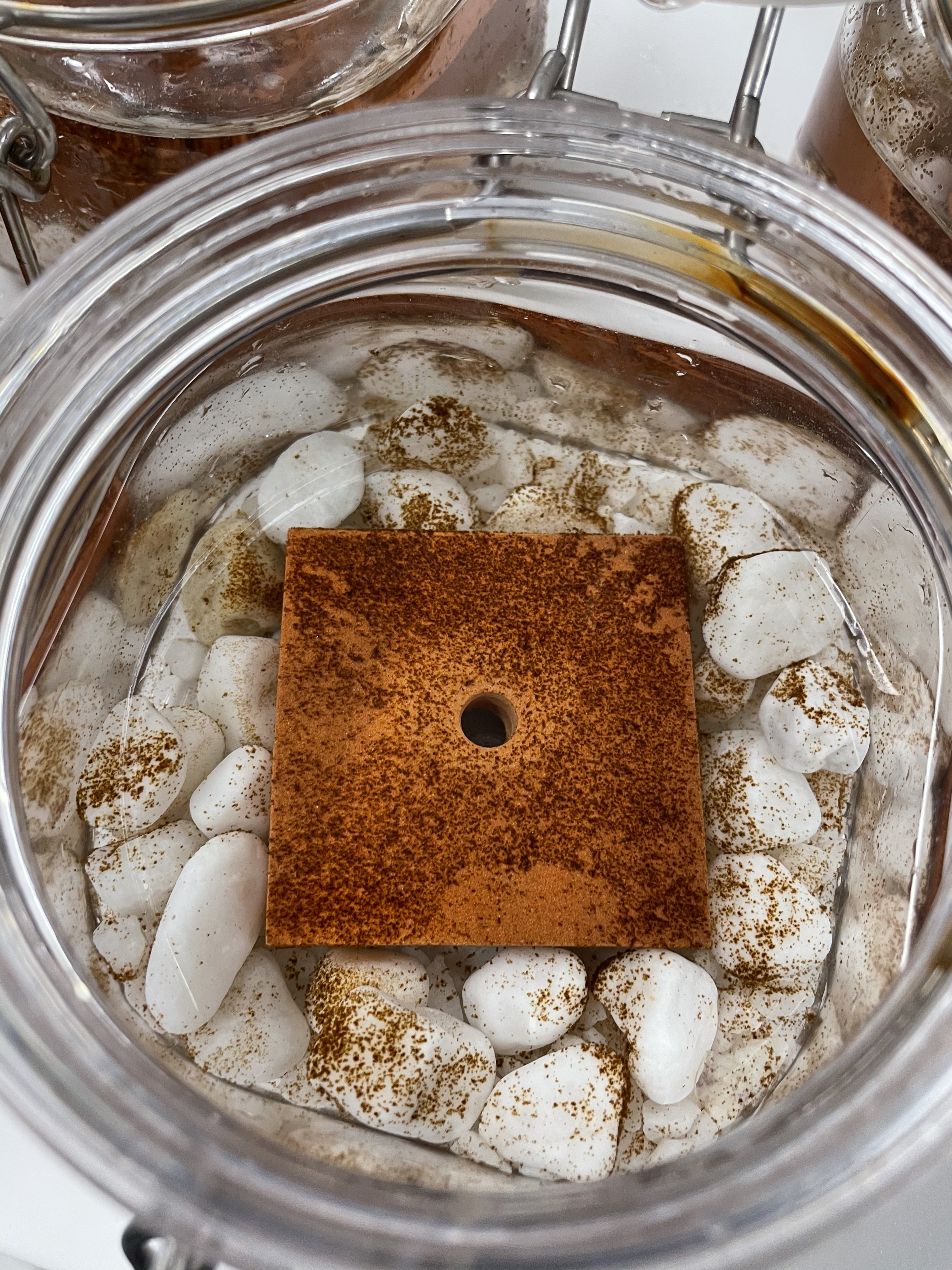 Giant kelp spores growing on tiles and gravel in the Lamb lab.