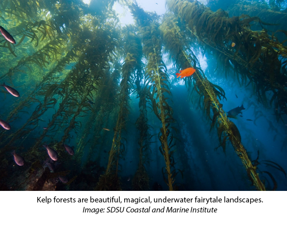 California Kelp Forest