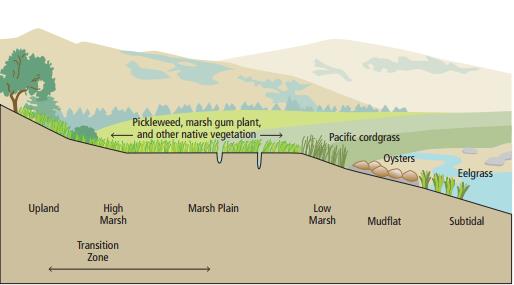 A figure illustrating different natural ecosystems (wetlands, oyster reefs, and eelgrass beds) that can function as living shorelines.  Figure courtesy of the San Francisco Estuary Institute.