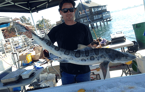 Fisherman holding a whole leopard shark
