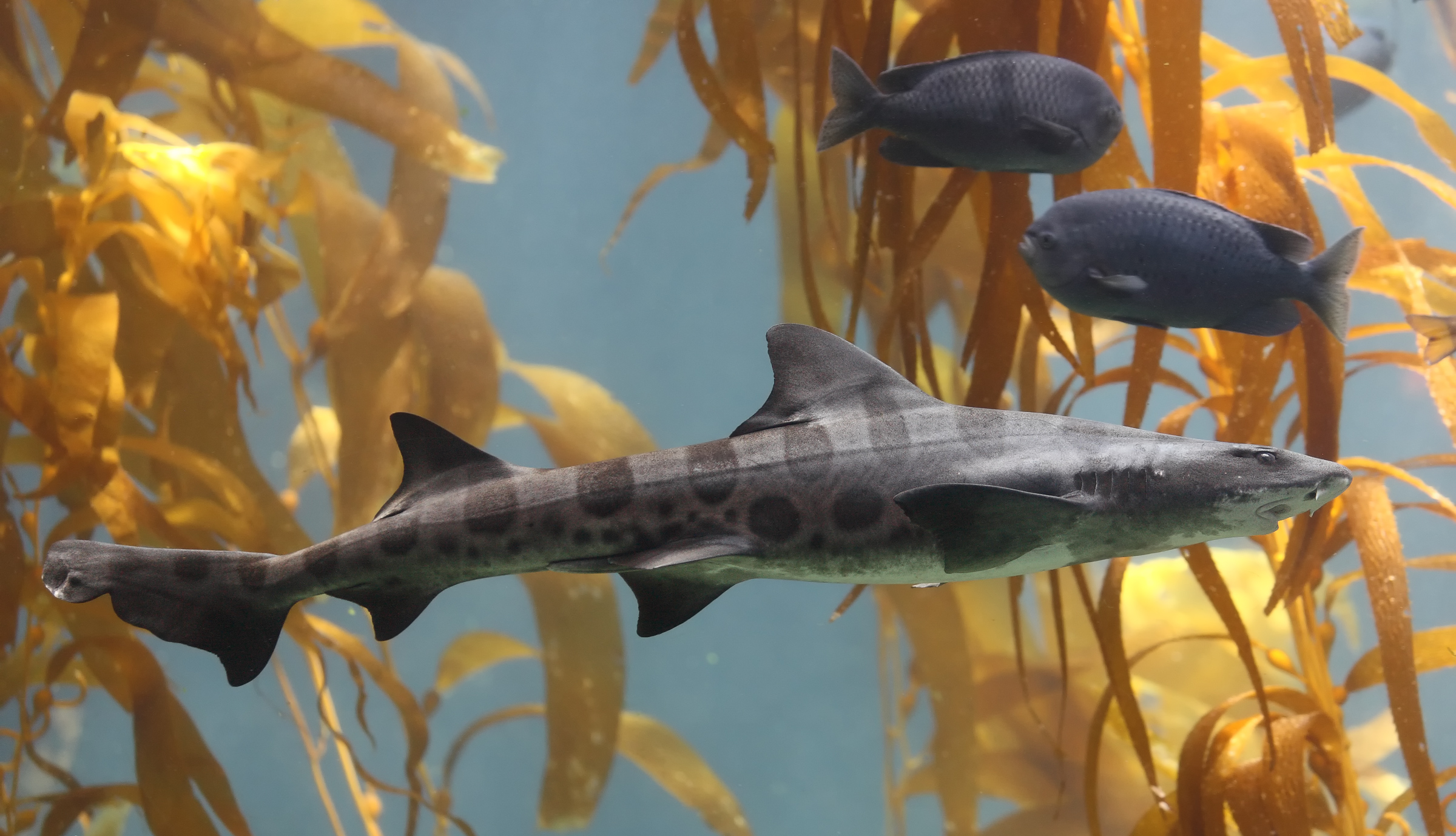 Leopard Shark in kelp forest
